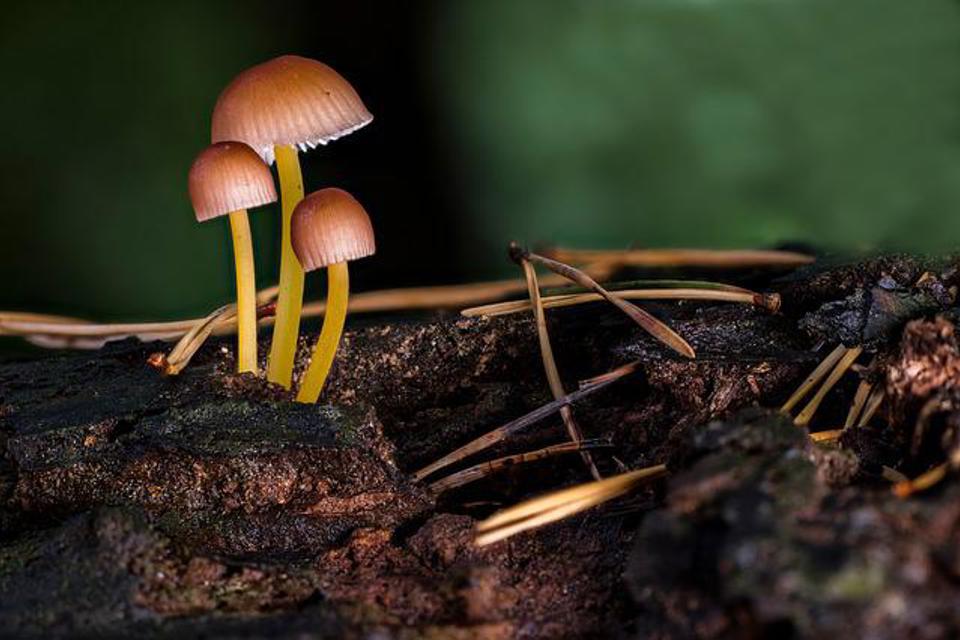 Mushrooms G41a0e0b35 640